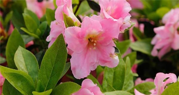 杜鹃花多久开花一次?开花持续时间是多久?