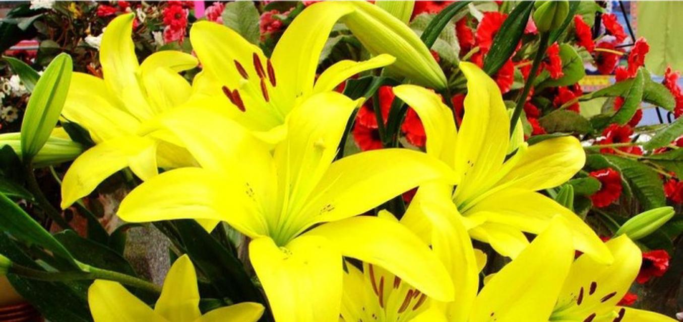 百合的寓意与象征意义（美丽纯洁的百合花揭示着什么）