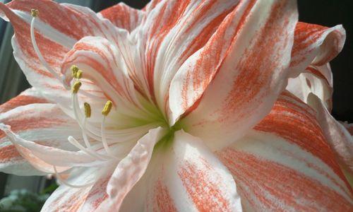 百合的寓意与象征意义（美丽纯洁的百合花揭示着什么）