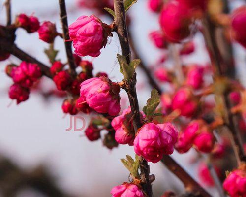 家里种樱花树对风水好吗？樱花树种植的风水讲究有哪些？