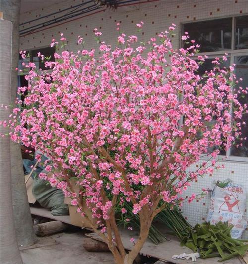 家里种樱花树对风水好吗？樱花树种植的风水讲究有哪些？