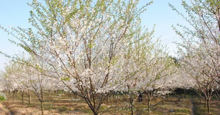 家里种樱花树对风水好吗？樱花树种植的风水讲究有哪些？