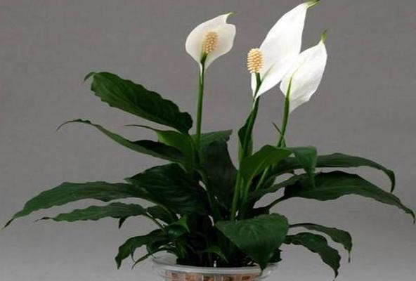 滴水观音花语（探索滴水观音花的花语）