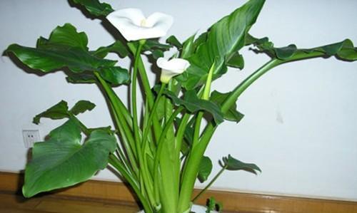 滴水观音花语（探索滴水观音花的花语）