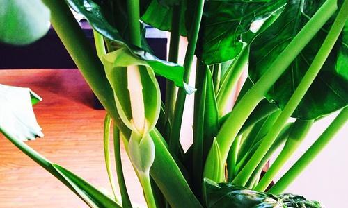 滴水观音花语（探索滴水观音花的花语）