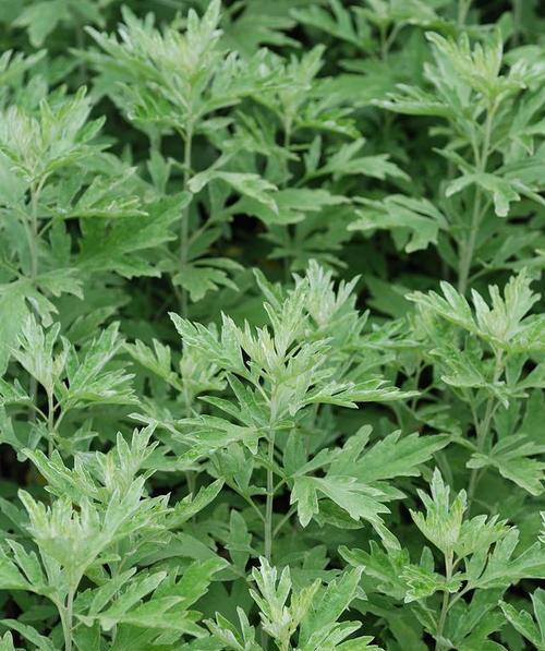 艾草室内种植可行吗？如何正确养护艾草？