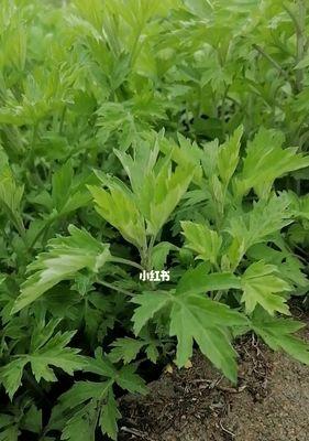 艾草室内种植可行吗？如何正确养护艾草？