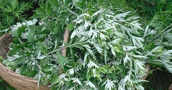 艾草室内种植可行吗？如何正确养护艾草？