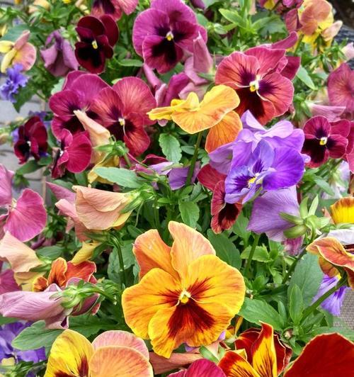 思念之花（用花语表达深深的思念）