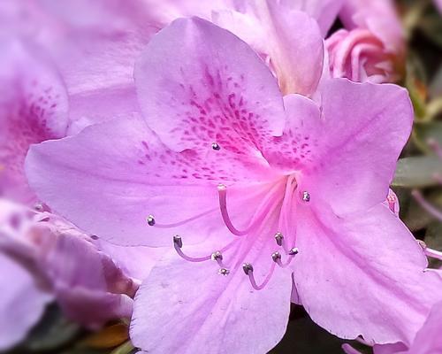 思念之花（用花语表达深深的思念）