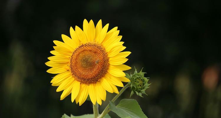 思念之花（用花语表达深深的思念）