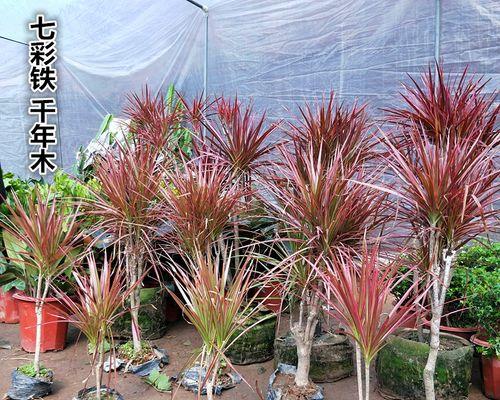 七彩铁一年能长多高？种植七彩铁需要注意什么？