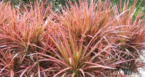 七彩铁一年能长多高？种植七彩铁需要注意什么？