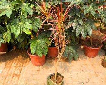 七彩铁一年能长多高？种植七彩铁需要注意什么？