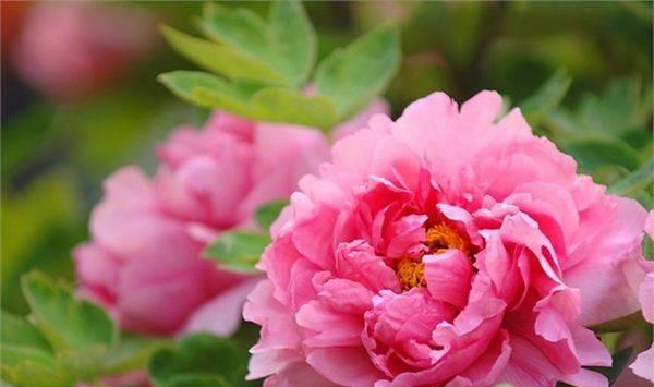 牡丹花（探寻牡丹花的十五种花语与美好象征）