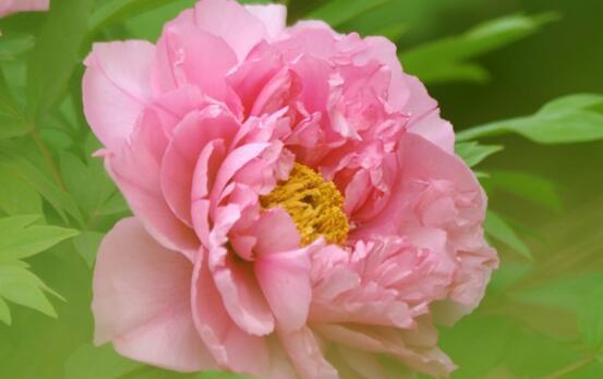 牡丹花（探寻牡丹花的十五种花语与美好象征）