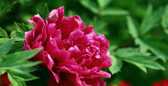 牡丹花（探寻牡丹花的十五种花语与美好象征）