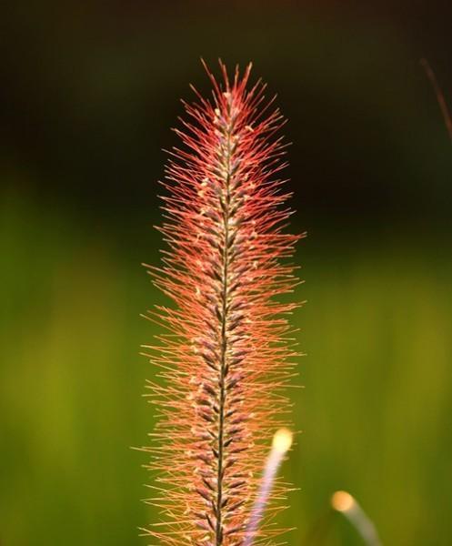小草的坚韧力量（以小草为象征）