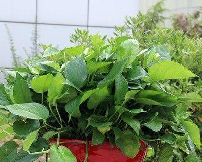 盆栽绿萝多久浇水一次？如何判断浇水时机？