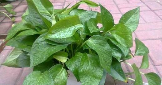 盆栽绿萝多久浇水一次？如何判断浇水时机？