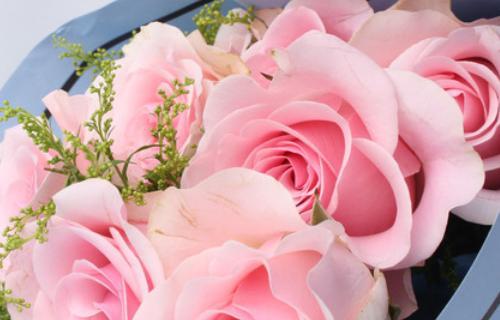 粉色玫瑰花语（传递爱意的花朵）