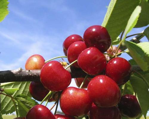 山东樱桃什么时候成熟上市？如何挑选新鲜樱桃？