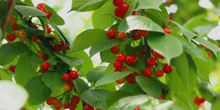 山东樱桃什么时候成熟上市？如何挑选新鲜樱桃？