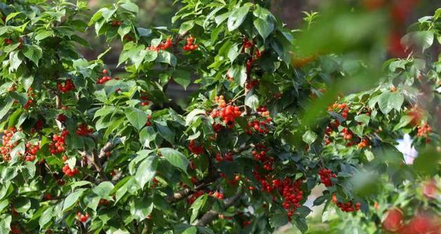 山东樱桃什么时候成熟上市？如何挑选新鲜樱桃？