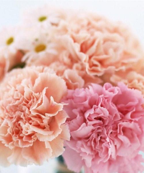 粉色康乃馨的代表寓意——爱与关怀（粉色康乃馨）