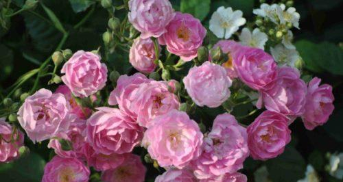 蔷薇花水培可行吗？水培蔷薇花的正确方法是什么？