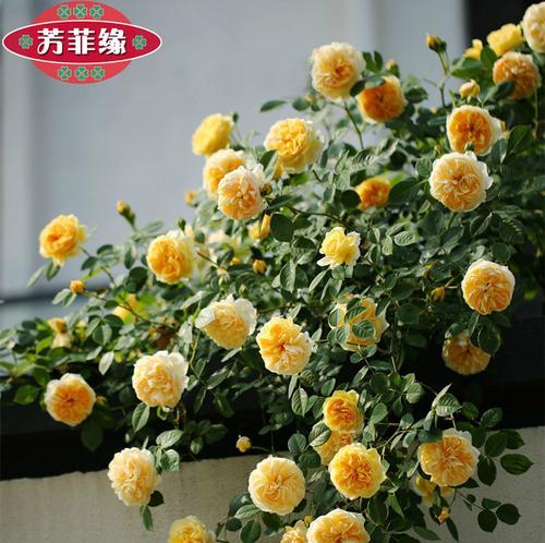 蔷薇花水培可行吗？水培蔷薇花的正确方法是什么？