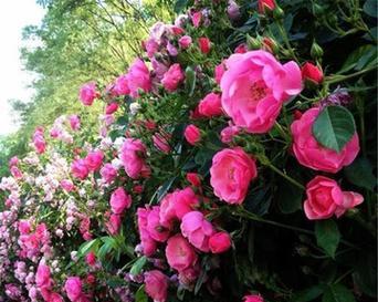 蔷薇花水培可行吗？水培蔷薇花的正确方法是什么？