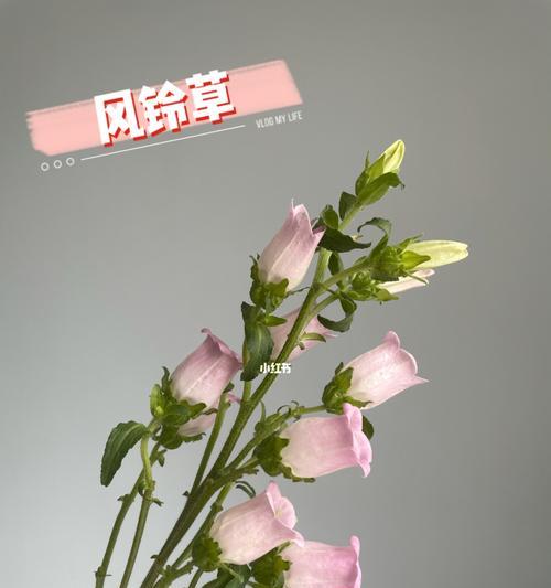 风铃草（绽放生命之美）