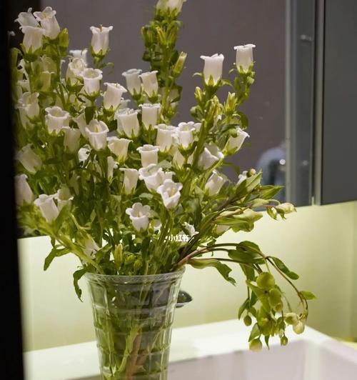 风铃草（绽放生命之美）