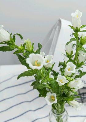 风铃草（绽放生命之美）