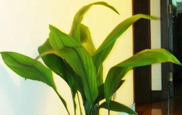 一叶兰一盆种几颗最合适？种植一叶兰的正确数量是多少？