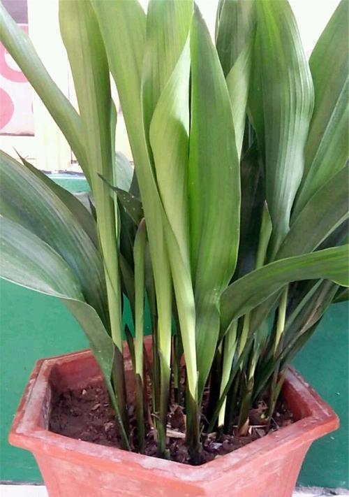 一叶兰一盆种几颗最合适？种植一叶兰的正确数量是多少？