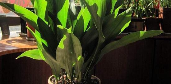 一叶兰一盆种几颗最合适？种植一叶兰的正确数量是多少？