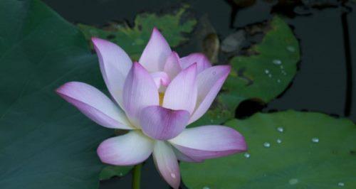 荷花的象征意义（荷花与深思熟虑）