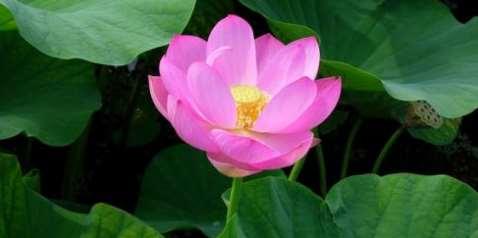 荷花的象征意义（荷花与深思熟虑）