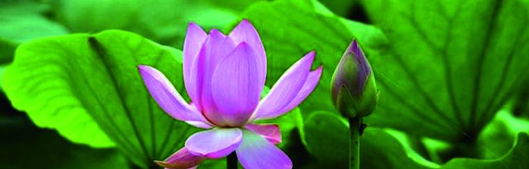 荷花的象征意义（荷花与深思熟虑）