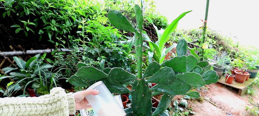 仙人掌需要施肥吗？适合施用哪些肥料？