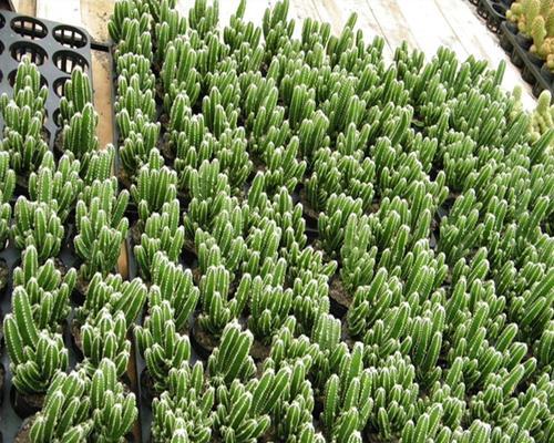 仙人掌需要施肥吗？适合施用哪些肥料？