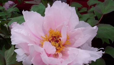 粉色牡丹花的寓意与象征（绽放娇美的花朵）