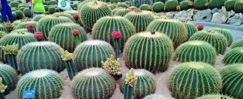 仙人掌需要施肥吗？适合施用哪些肥料？