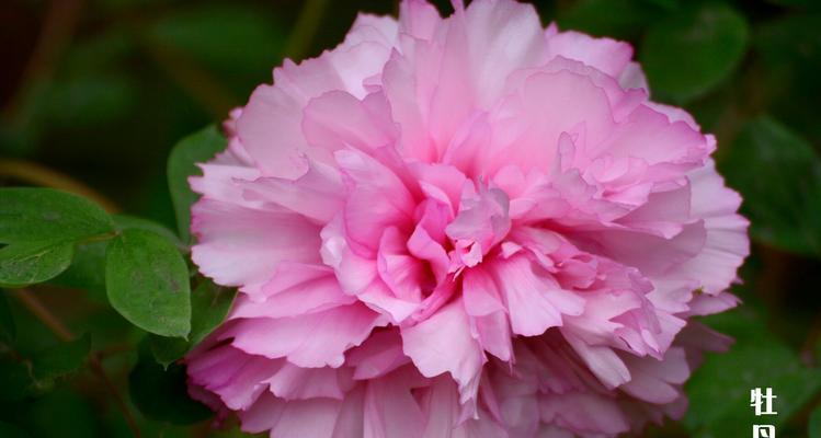 粉色牡丹花的寓意与象征（绽放娇美的花朵）