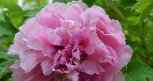 粉色牡丹花的寓意与象征（绽放娇美的花朵）