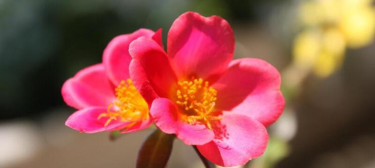 花语含义大全——用花语传递心意的艺术（探索花语的奥秘）