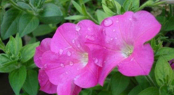 花语含义大全——用花语传递心意的艺术（探索花语的奥秘）