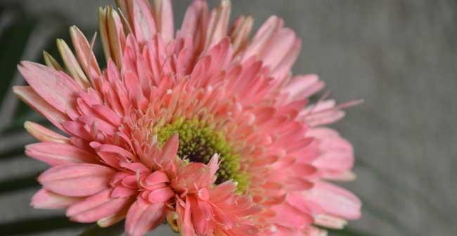 花语含义大全——用花语传递心意的艺术（探索花语的奥秘）